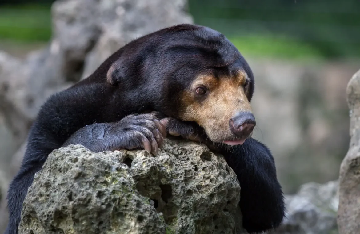 Мазаалай баавгайн
