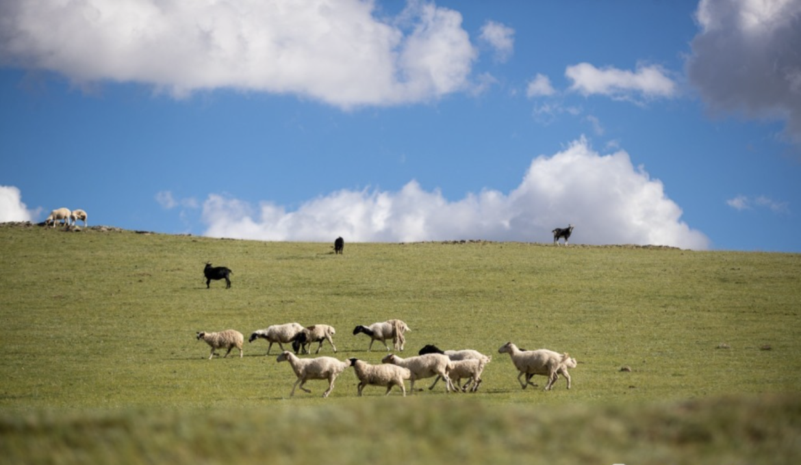 “Алтан хайч-2025”