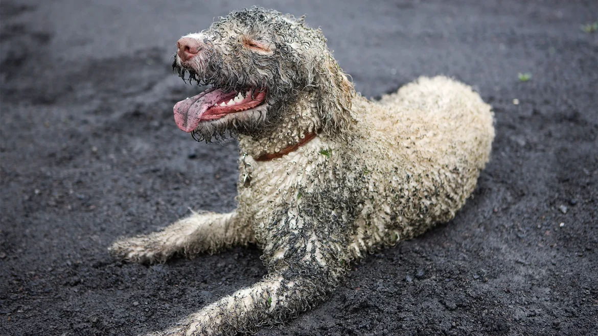 тэжээвэр амьтад