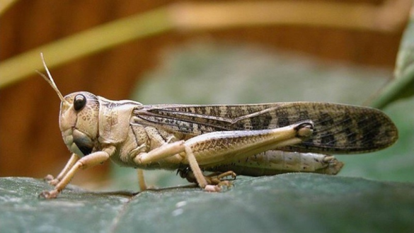 Цагаанхайрхан суманд сибирийн царцаа хэт олширчээ