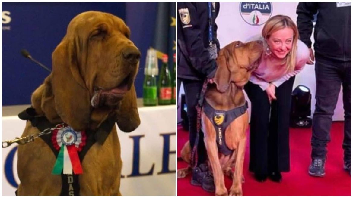 Хүн аварч, амь үрэгдсэн баатар нохой Бруног санаатайгаар хордуулсан хэрэгт Италичууд бухимдалтай байна