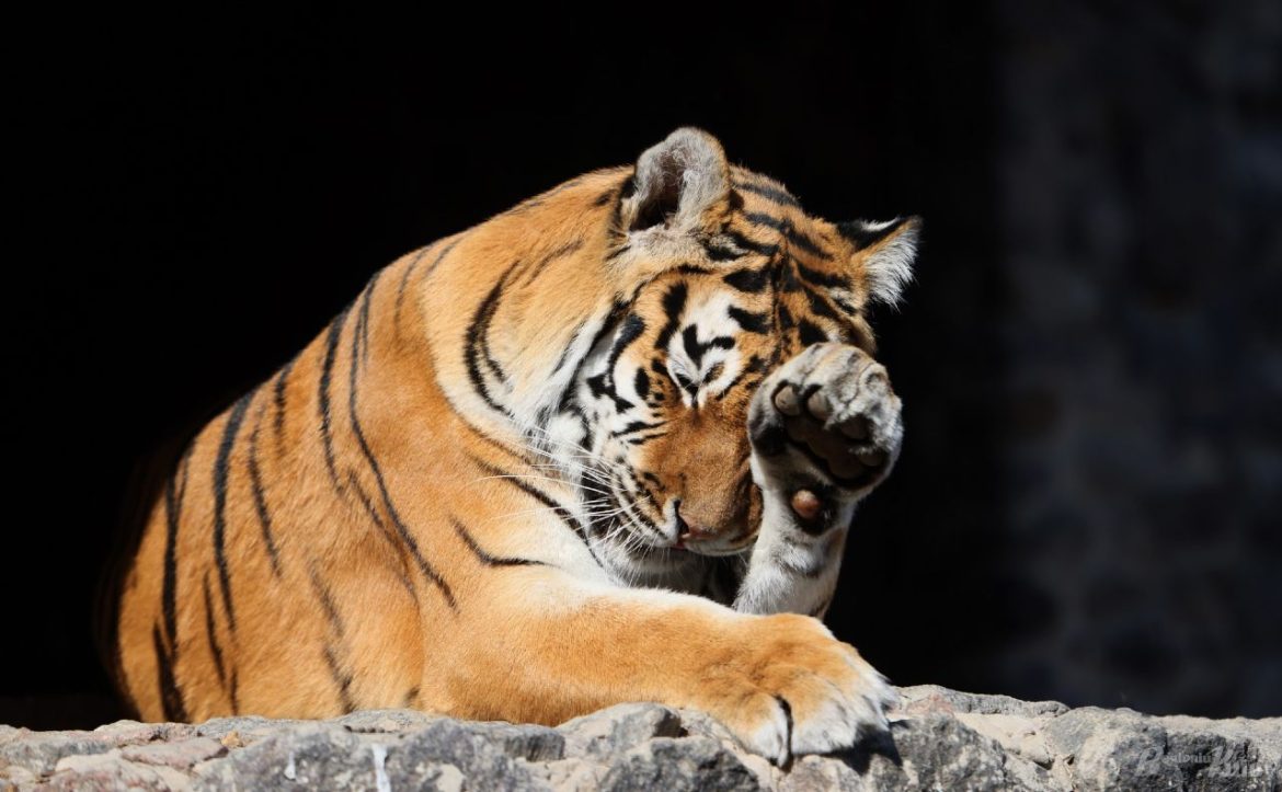 Дани улс тэжээвэр амьтдыг махчин амьтдад хоол болгон хандивлахыг уриалжээ