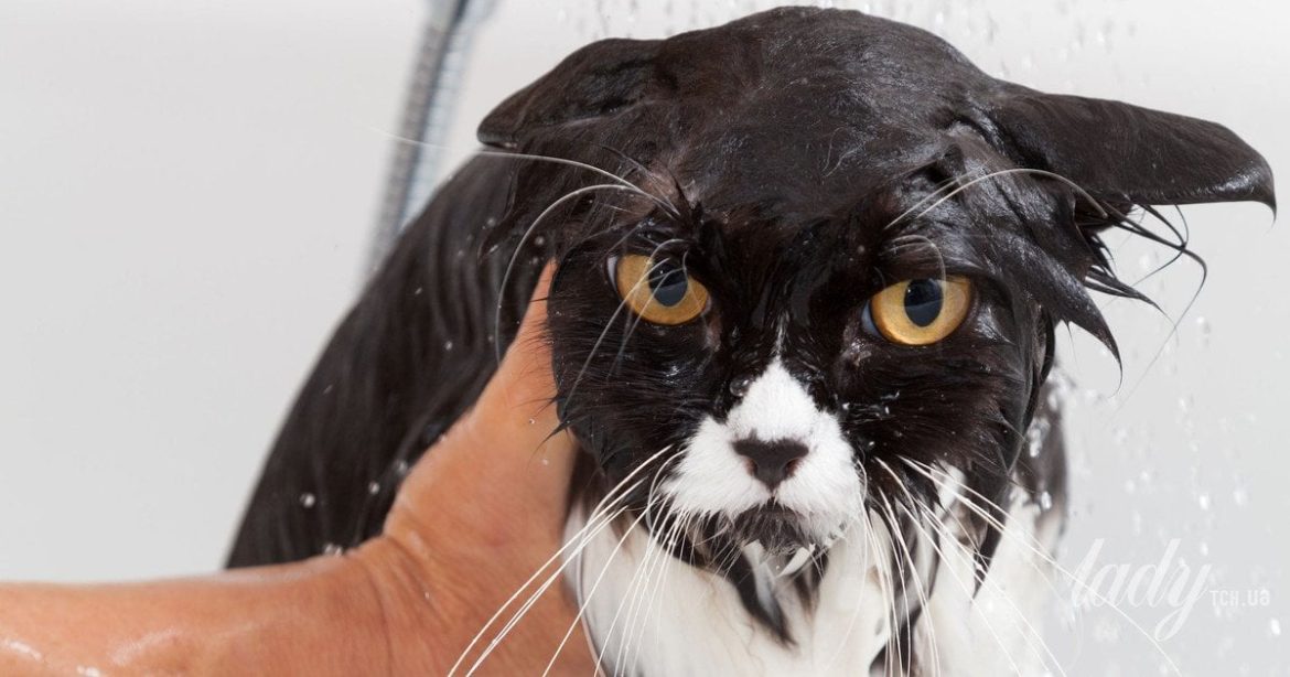 Яагаад ихэнх муур уснаас айдаг вэ