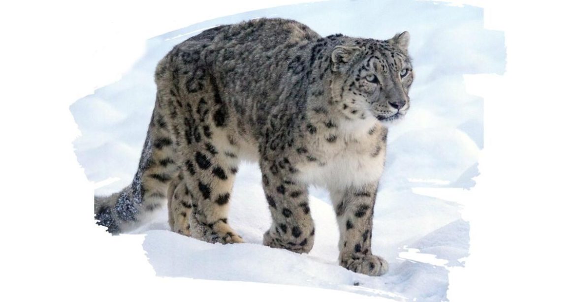 Өнөөдөр олон улсын цоохор ирвэсийн өдөр