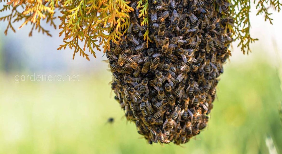Энэтхэгт нэгэн эр зөгийд 890 удаа хатгуулсан байна