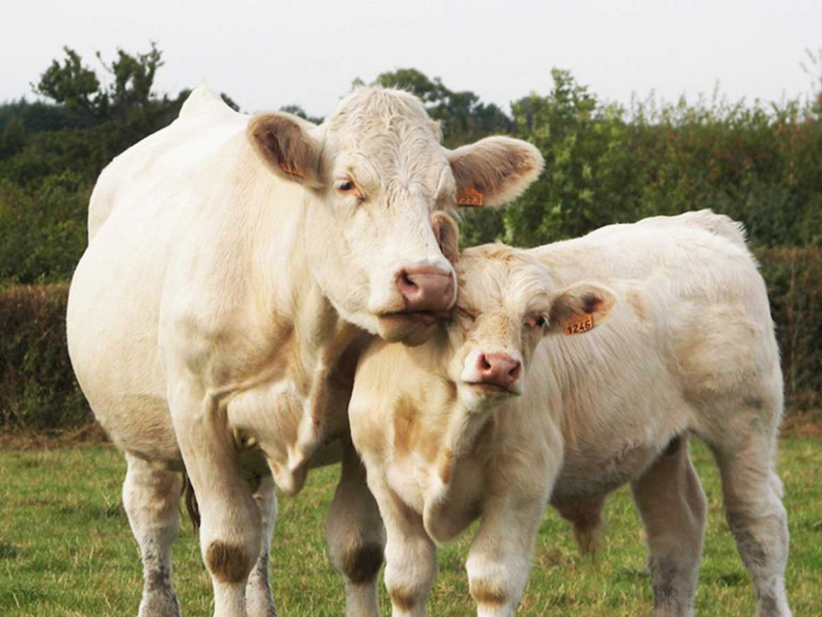 Идэшний үхэр зарна