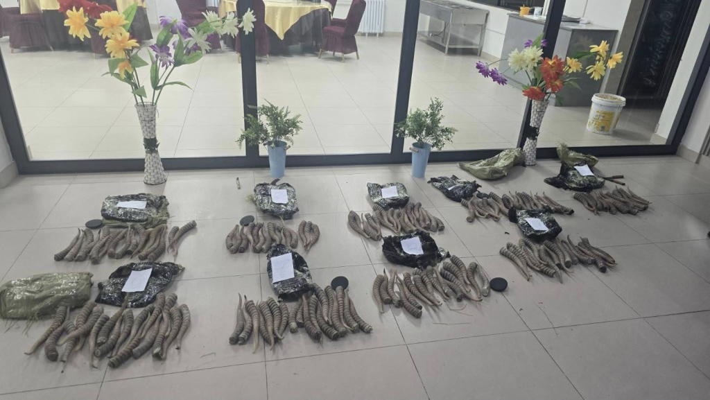 152 Ширхэг Бөхөнгийн Эврийг GPS Төхөөрөмжийн Хамт Хил Давуулахыг Завджээ