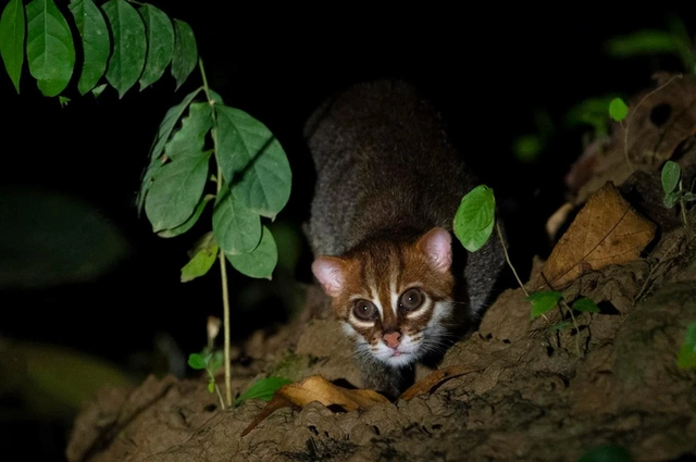 Тайландад 30 жил үзэгдээгүй зэрлэг муурыг олж илрүүллээ 7 Тайландад 30 жил үзэгдээгүй зэрлэг муурыг олж илрүүллээ