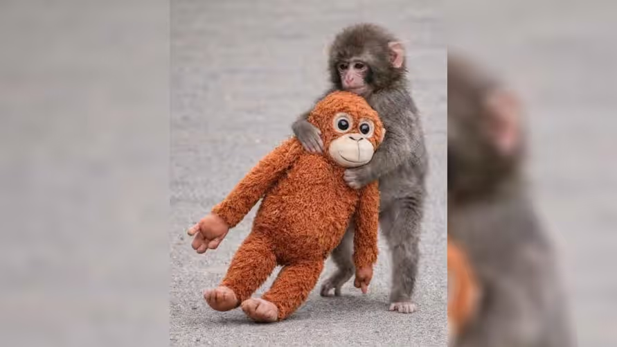 Өнчин бич Панч сүрэгтээ хүлээн зөвшөөрөгдөж, "найзтай" болжээ 6 Өнчин бич Панч сүрэгтээ хүлээн зөвшөөрөгдөж, "найзтай" болжээ