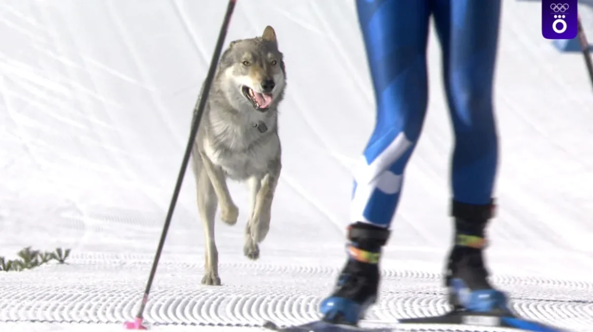 Сүүлтэй тамирчин: Олимпын зам дээрх гэнэтийн зочин