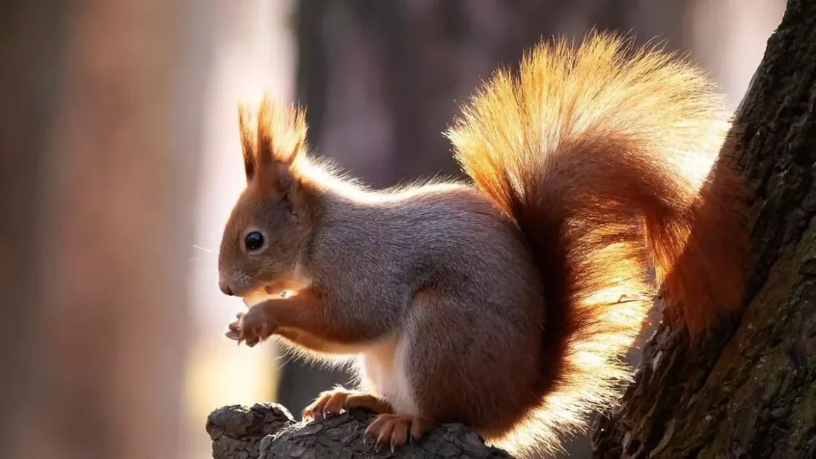 АНУ-д хэрэмнээс болж харилцаа холбооны томоохон саатал гарчээ