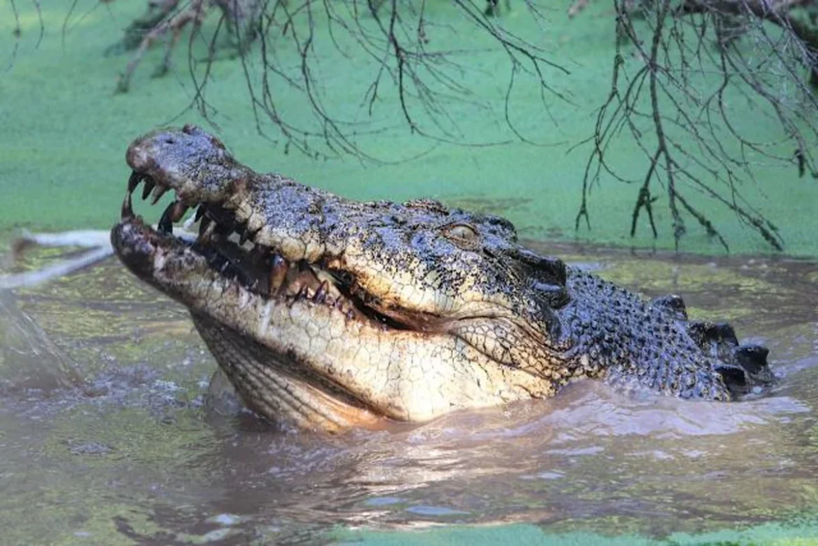 Австралид долоон зорчигчтой онгоц матрын буланд осолджээ