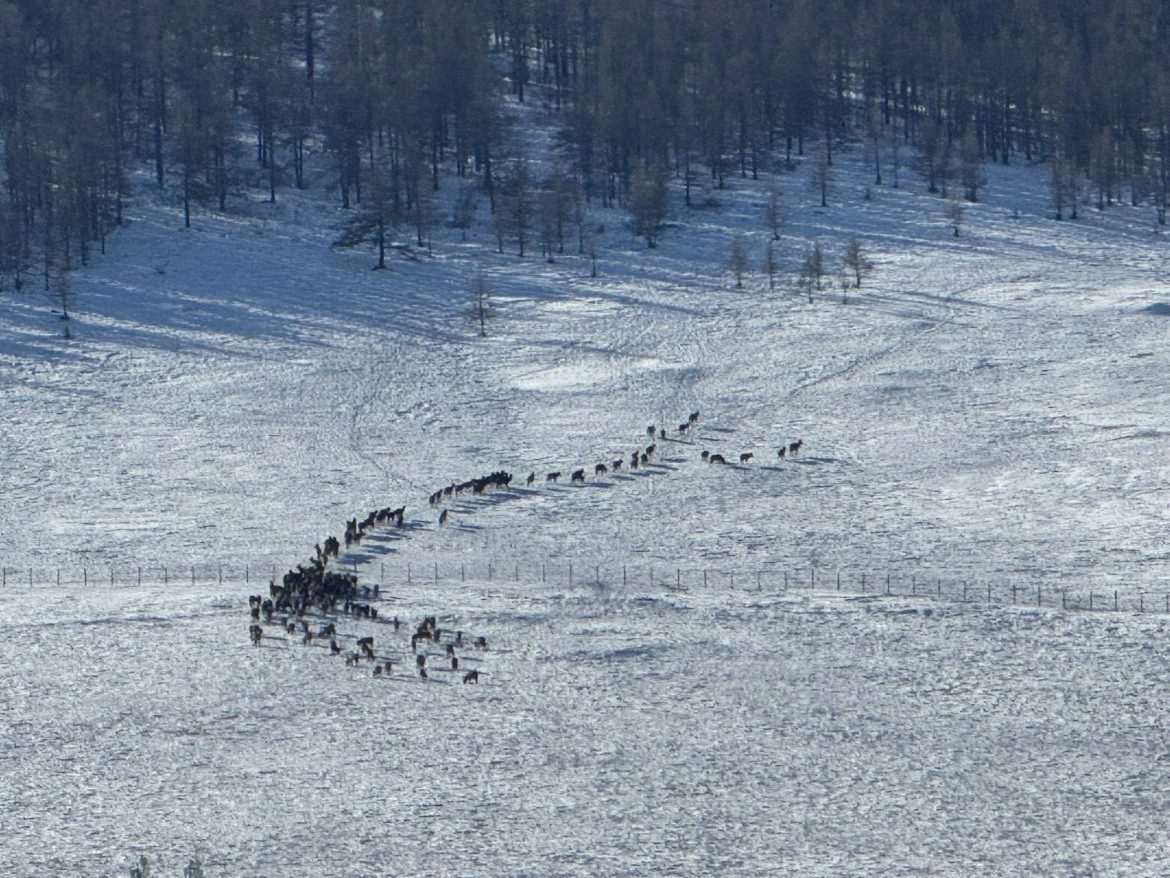 Бугын сүрэг