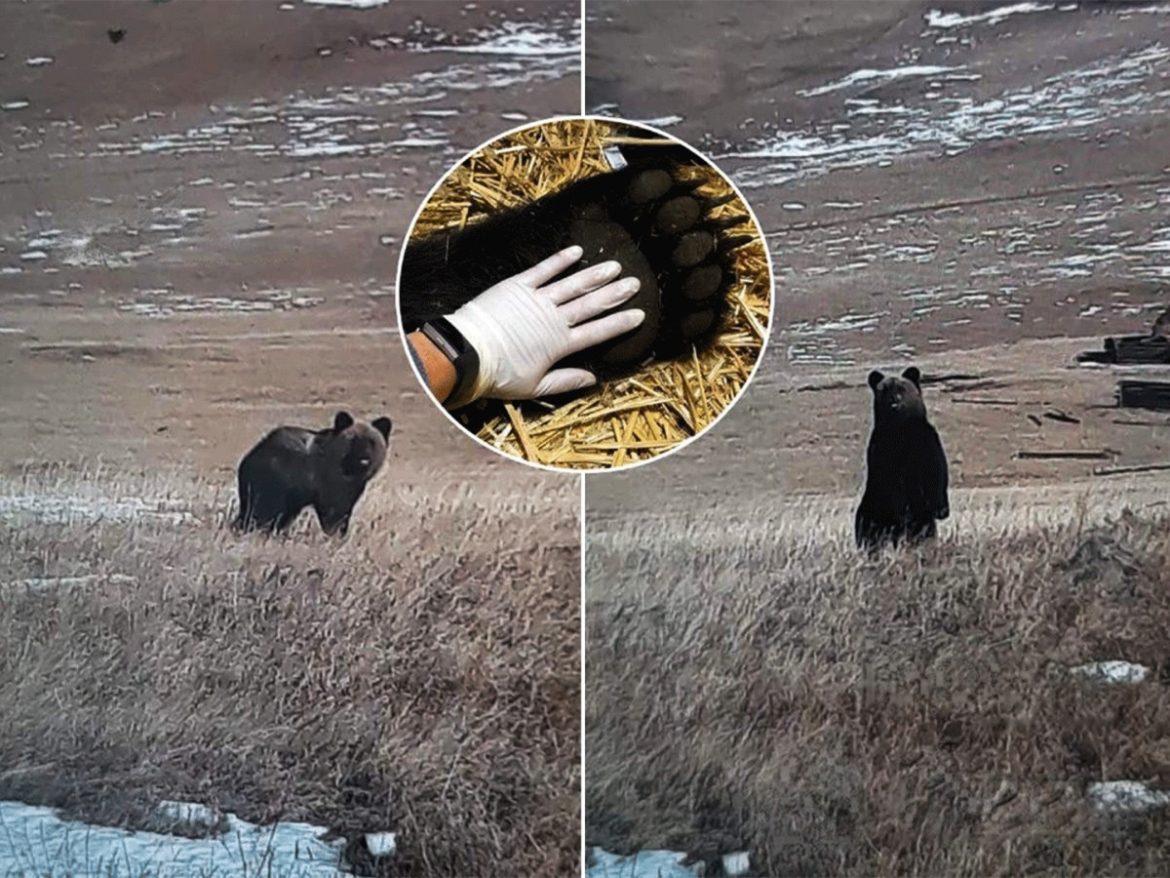 Хүрэн баавгайг хууль бусаар агнасан иргэнд 5,4 сая төгрөгөөр торгох ял оногдуулж, 25 сая төгрөгийг нөхөн төлүүлжээ