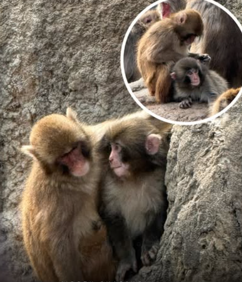 Тоглоомон "ээжтэй" Панч сармагчин шинэ найзуудтай болжээ 6 панч