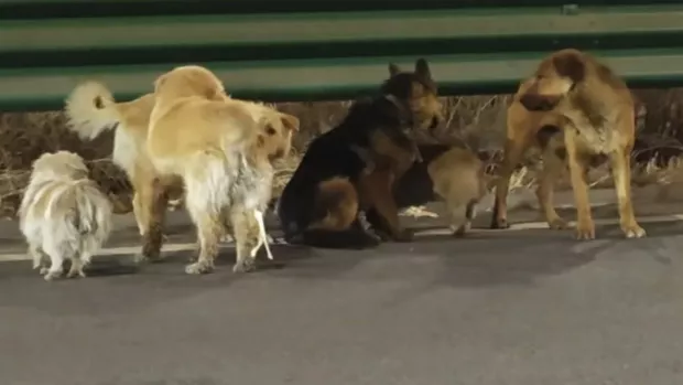 Хулгайлагдсан долоон нохой 17 км замыг туулан гэртээ харьжээ: Тэдний түүх дэлхийг бишрүүлэв 6 Хулгайлагдсан долоон нохой 17 км замыг туулан гэртээ харьжээ: Тэдний түүх дэлхийг бишрүүлэв