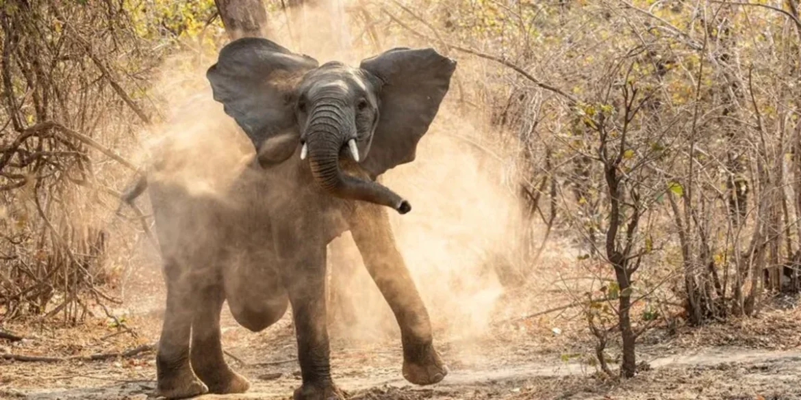 Замбид заан хоёр жуулчны аминд хүрсэн хэргийг шүүв