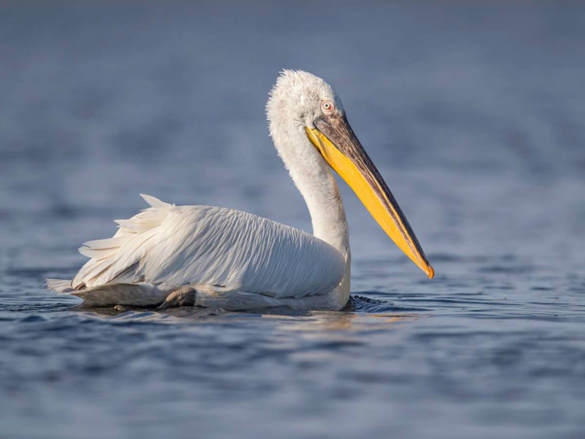 Монголд устаж буй ангилалд багтсан борцгор хотонг хамгаалахыг анхааруулав