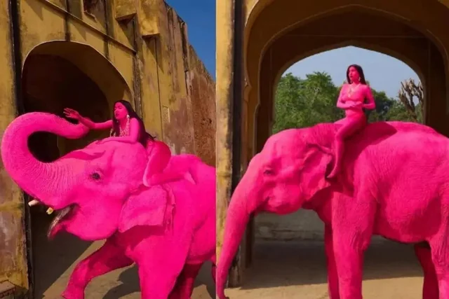 Орос блогерт ягаан өнгөөр будуулсан заан Энэтхэгт үхжээ 6 Орос блогерт ягаан өнгөөр будуулсан заан Энэтхэгт үхжээ