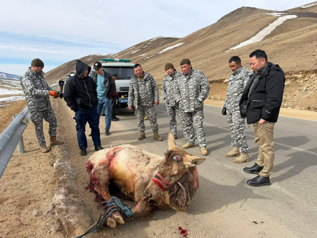 Завханд чононд бариулж шархадсан бугыг аюулгүй бүсэд шилжүүлэв 6 Завханд чононд бариулж шархадсан бугыг аюулгүй бүсэд шилжүүлэв