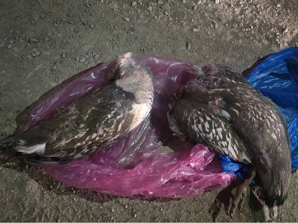 Говь-Алтайд ховор амьтны жагсаалтад орсон Алтайн хойлог агнасан хэргийг илрүүллээ 6 Говь-Алтайд Алтайн хойлог агнасан хэргийг илрүүллээ