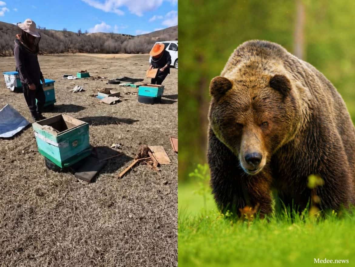 Сэлэнгэ аймагт баавгай айлын үхэр барьж, зөгийн үүр сүйтгэжээ
