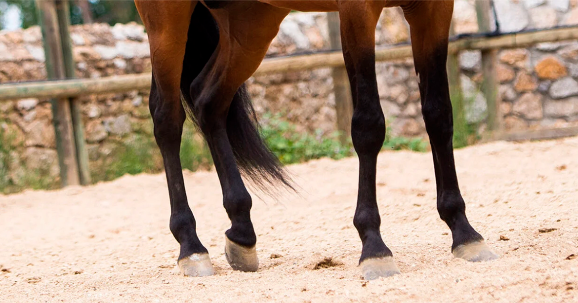 Завханд 4 настай хүү мориноос унаж амиа алджээ