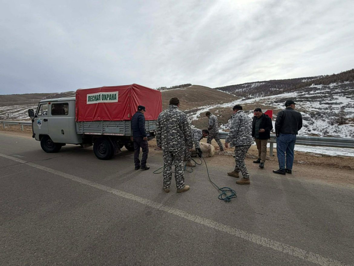 Завханд шархадсан бугыг авран хамгаалж, аюулгүй бүсэд шилжүүлсэн байна