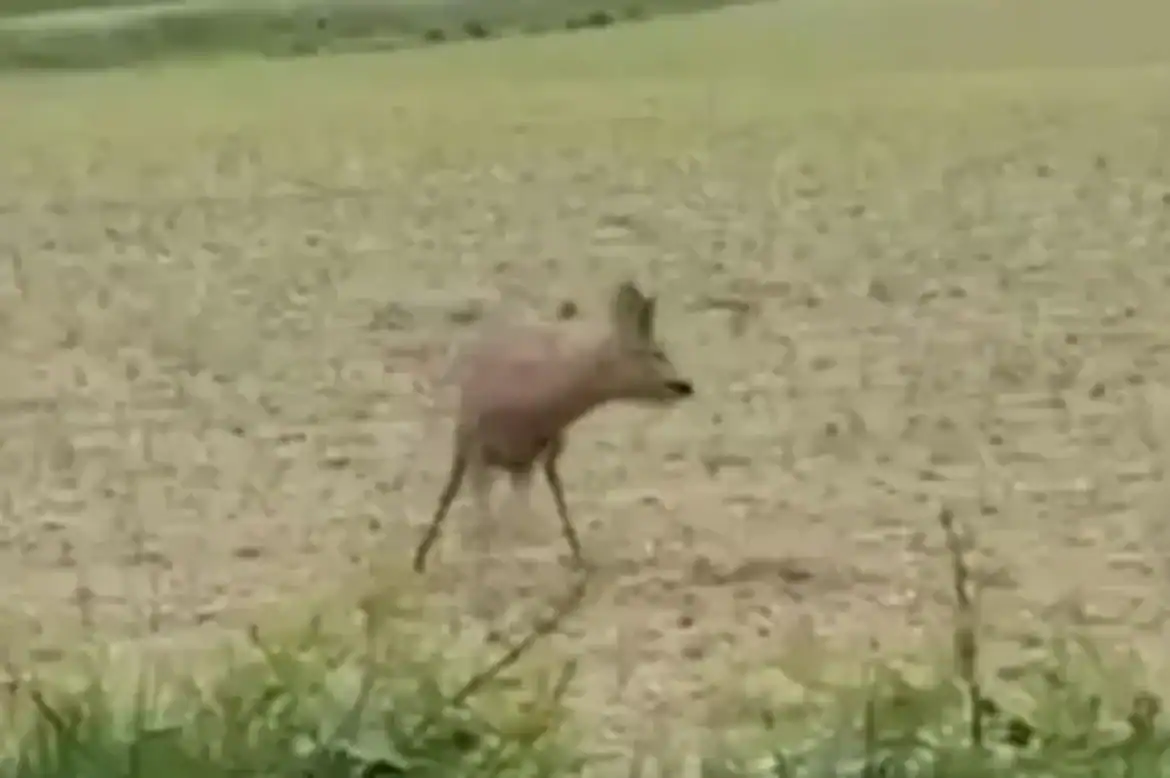согтуу