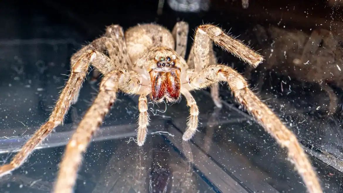 Zoropsis spinimana