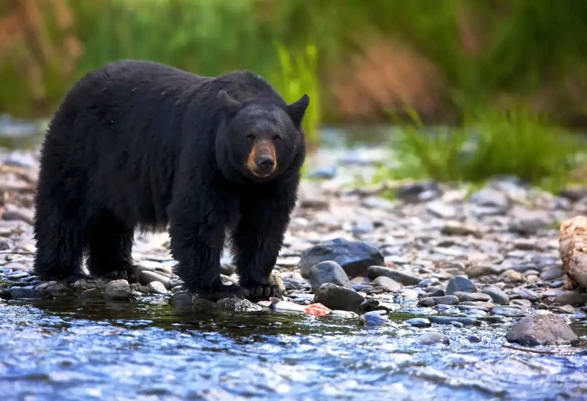 black bear