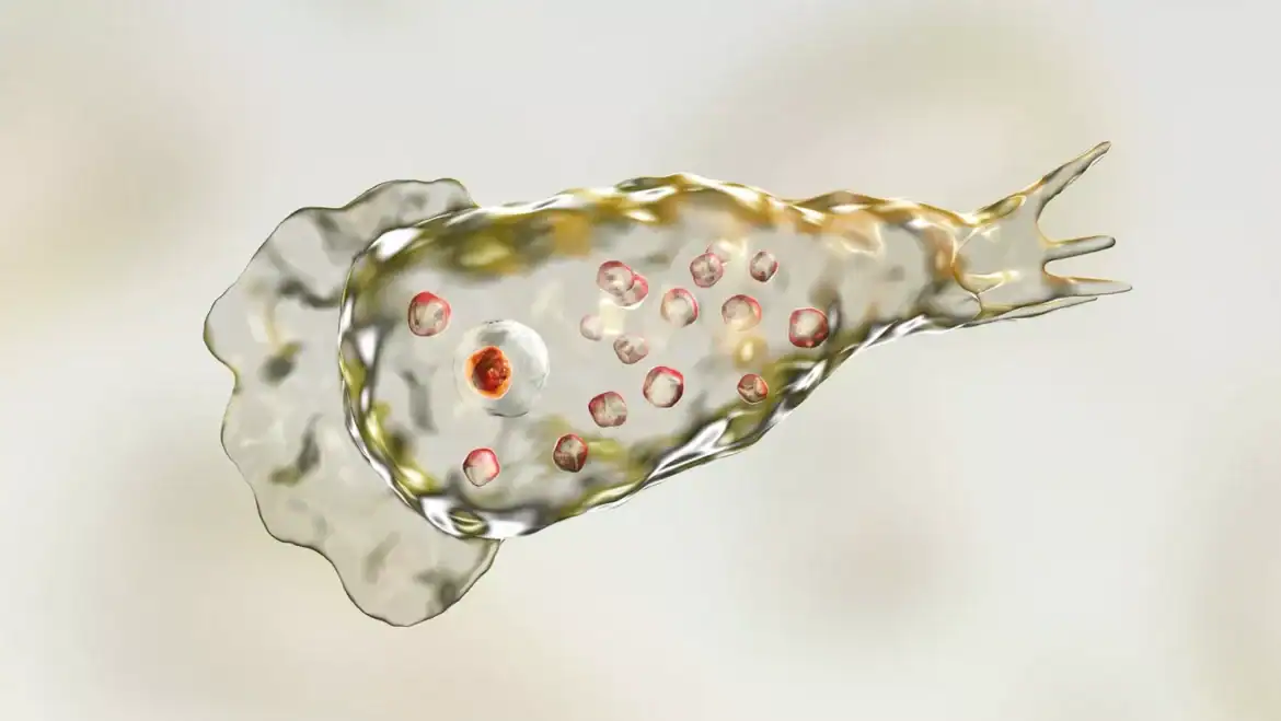 Naegleria fowleri