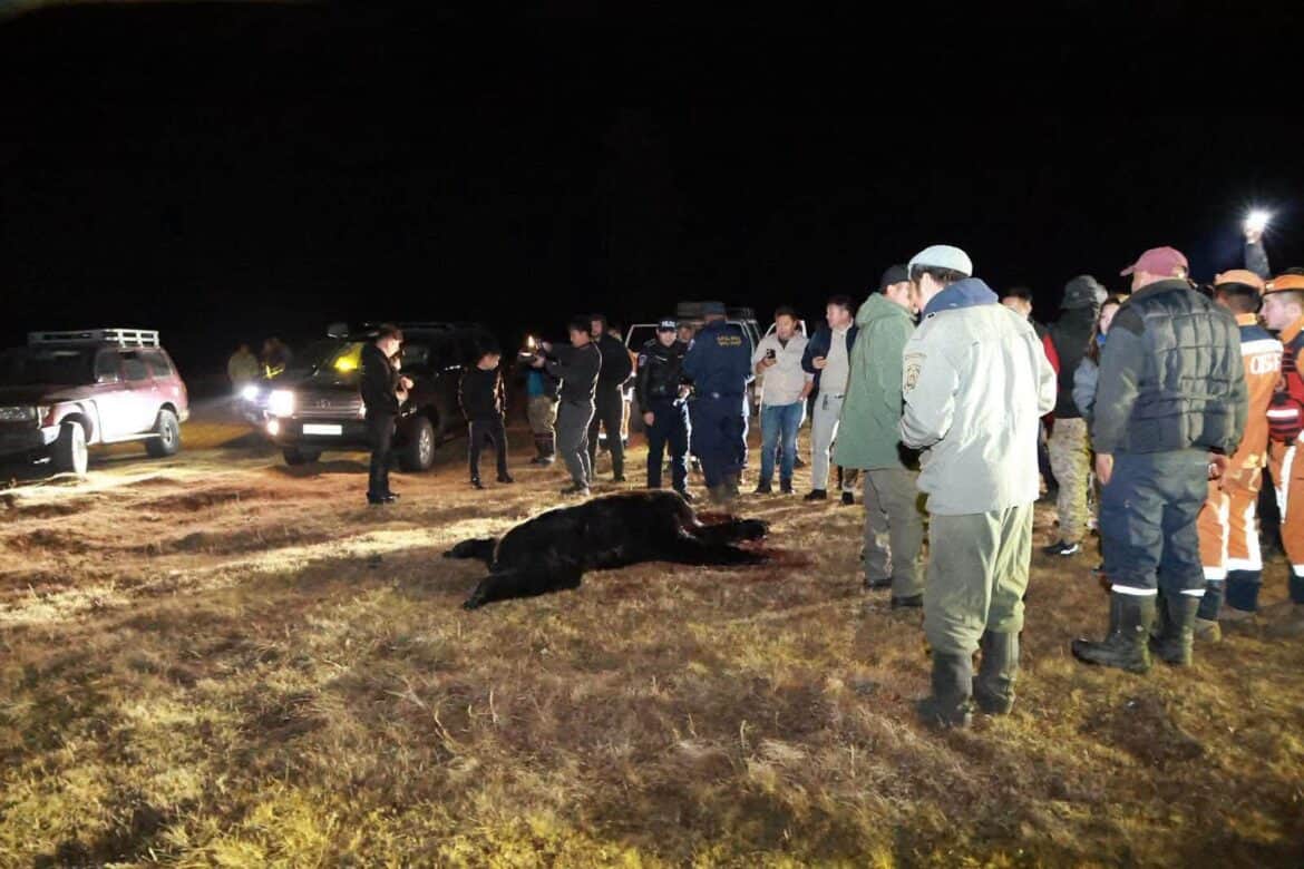 Хүний амь эрсэдсэн газраас холгүй баавгайг олж, аюулгүй болгожээ